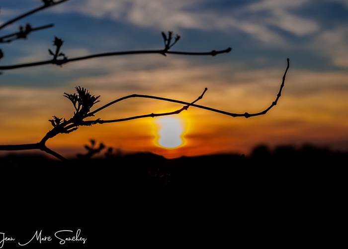 coucher de soleil sur les vignes