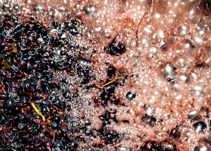 FERMENTATION ALCOOLIQUE