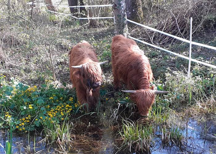 Domaine du Gué du Roi Observer les Vaches