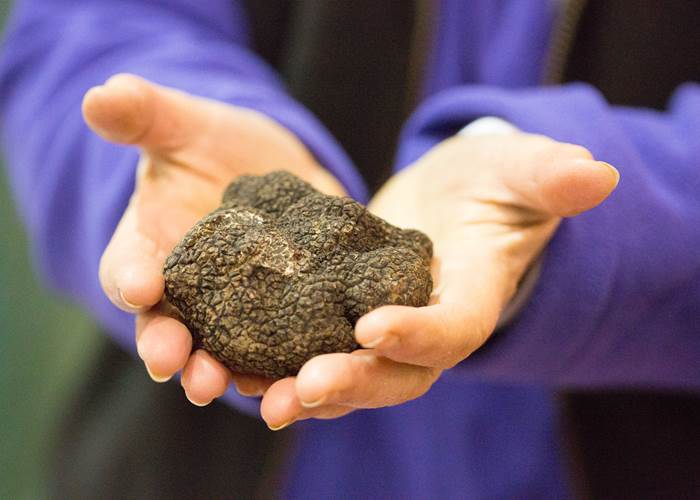 Marché aux truffes