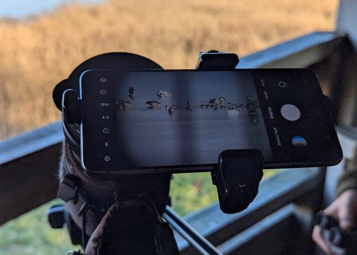 photographie-ornithologique