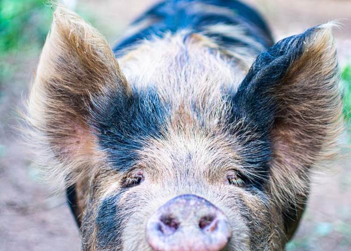 Les jardins de Berdis - Pluma - Cochon Kune Kune