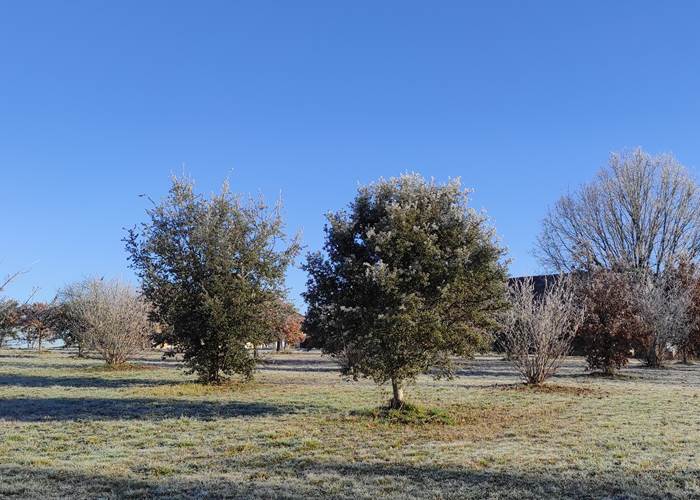 La truffière un matin de Janvier-page