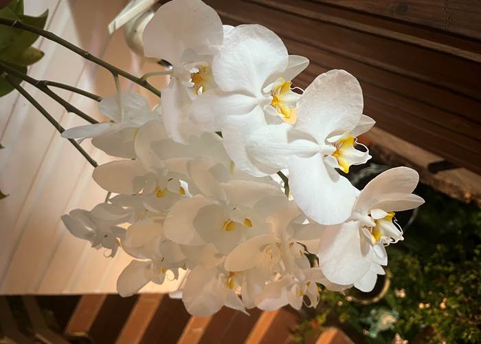 orchidée