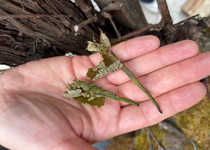 Gelées de printemps