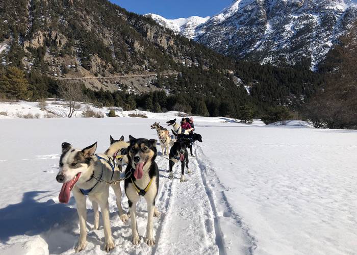 sortie chiens de traineau.