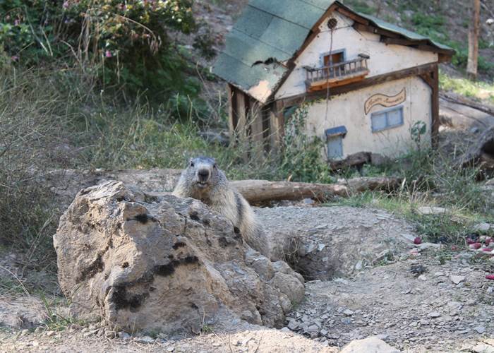 29 Parc'Ours Pyrenees atlantique