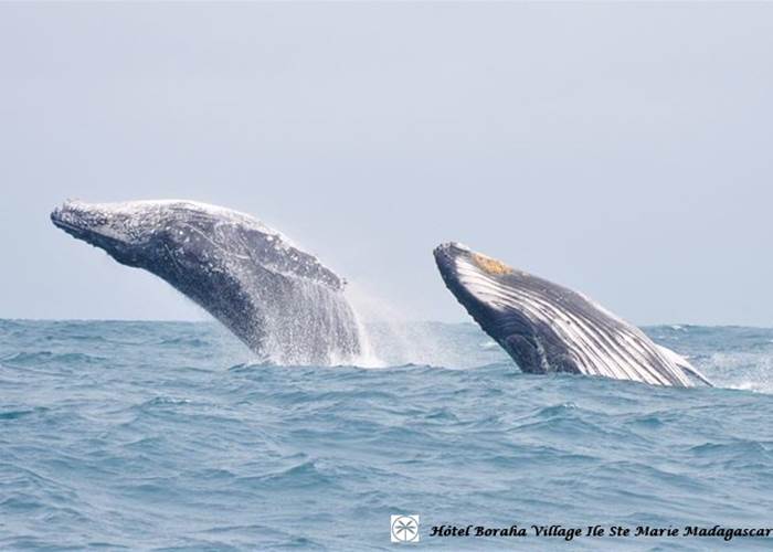 Baleine Boraha Village Ile Ste Marie Madagascar 36