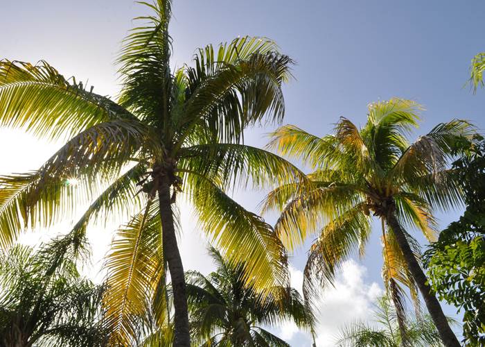 Gite_Rural_Flane_Capesterre_Belle_Eau_Guadeloupe_Basse_Terre