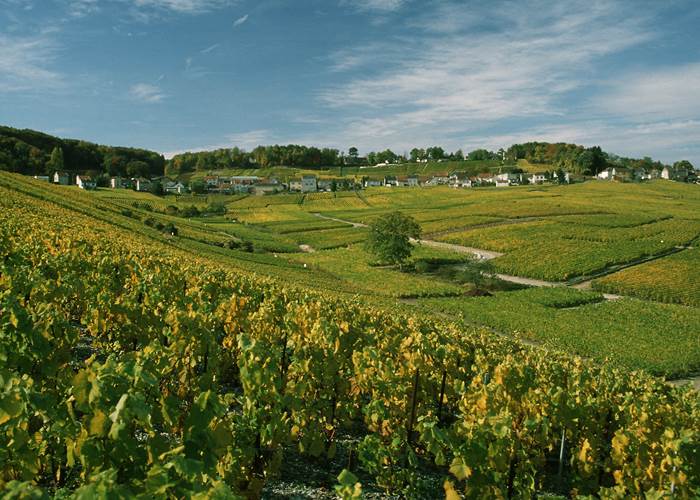 Découverte du vignoble Champenois