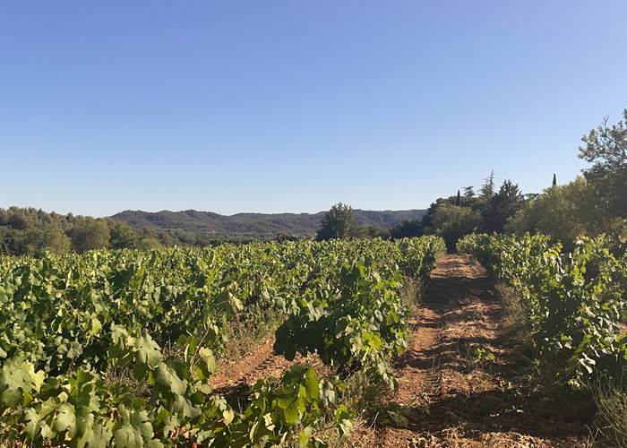 Vue sur notre vignoble