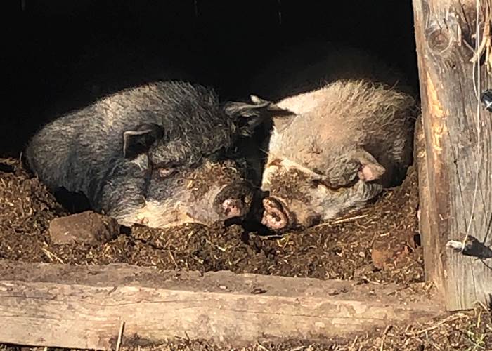 En permaculture, la nature nous rend service : nos cochons retournent la terre !