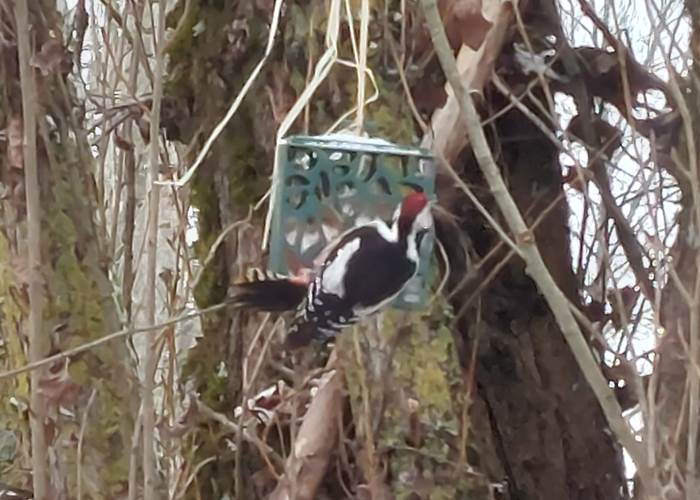 Le pic épeiche-page