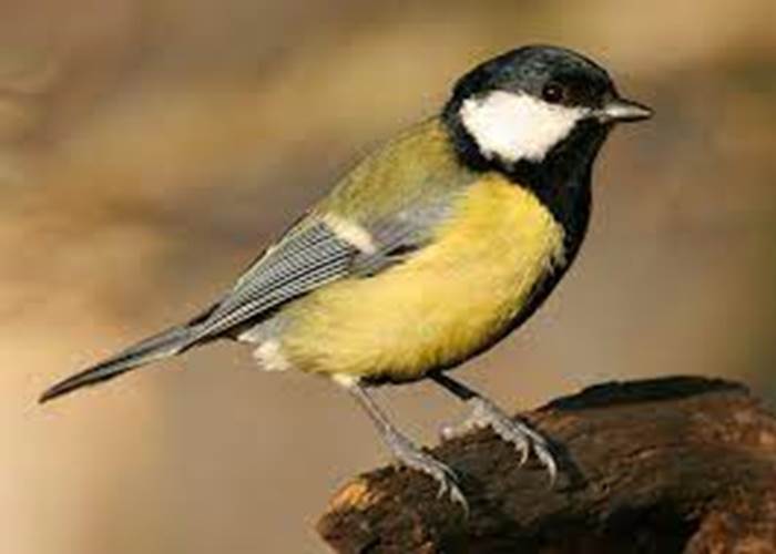 mesange charbonniere