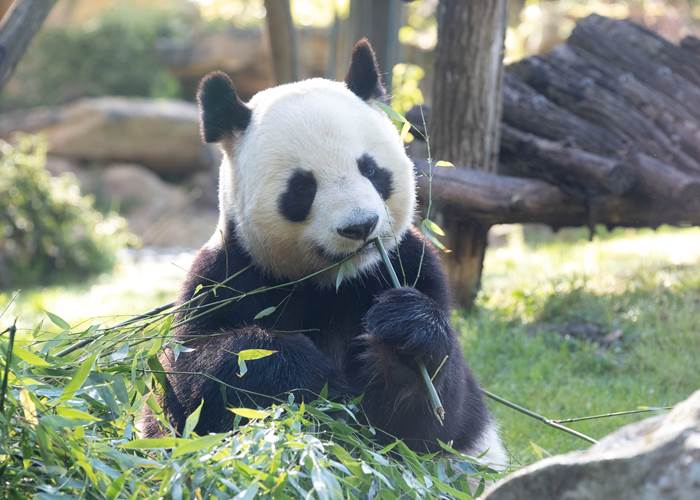 Yuan zi- Panda © ZooParc de Beauval