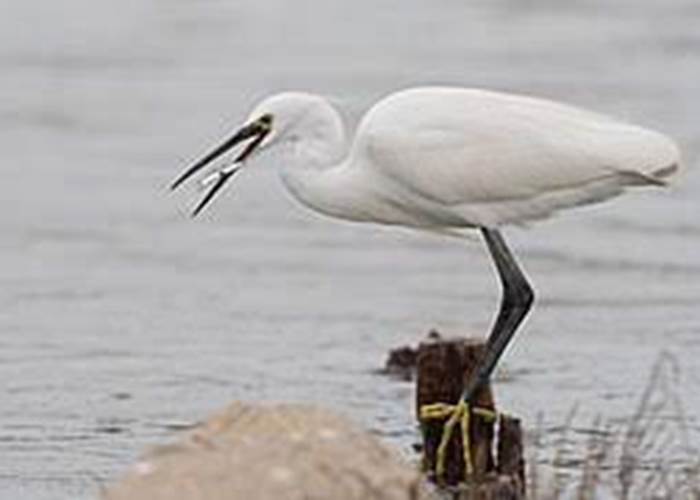 Aigrette Garzette