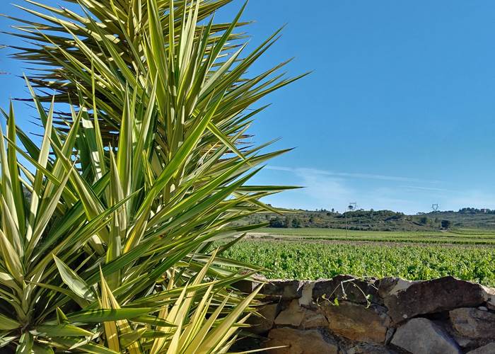 vue sur les vignes pour un dépaysement