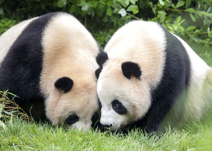 Le zoo parc de Beauval, ses pandas, ses spectacles... Un incontournable !
