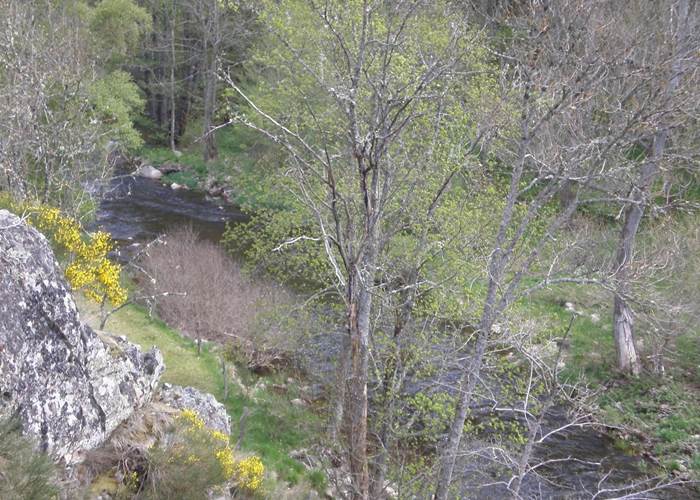 La rivière Allier