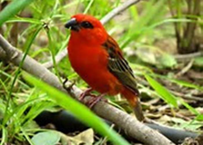 cardinal