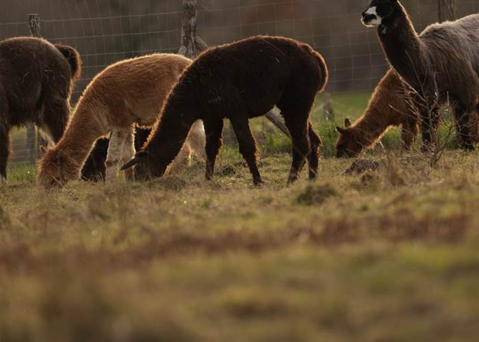 Séjour immersif avec lamas et alpagas