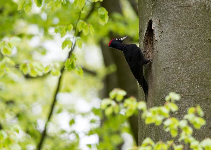 faune-pic noir-haute-ardenne