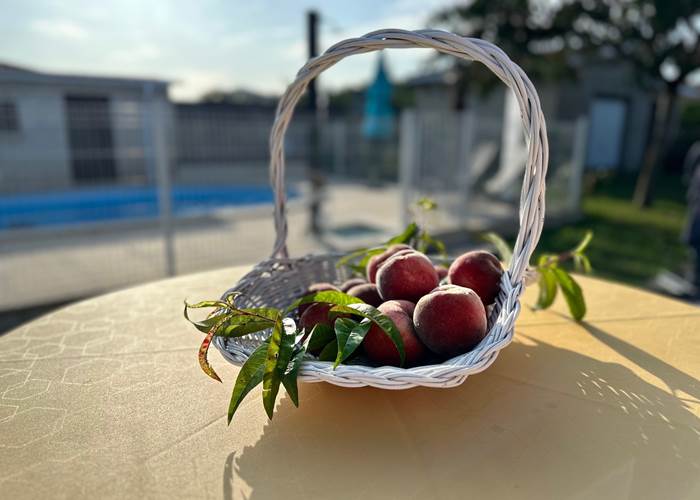 panier-fruits-frais-table-exterieure-piscine_mas-des-anges_soussans-margaux.jpg