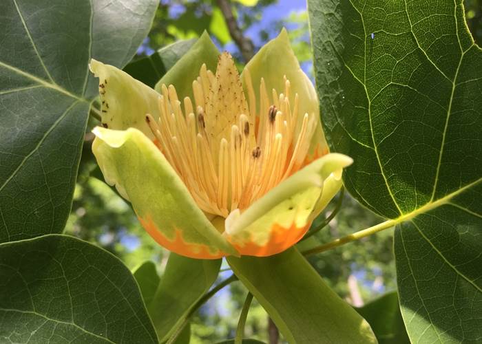 a flower on one of our tulip trees / une fleur sur l'un de nos tulipiers