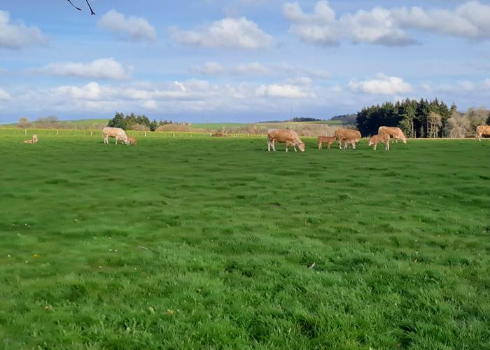 Vaches et veaux