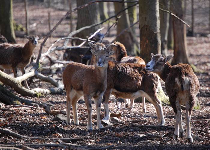 mouflon