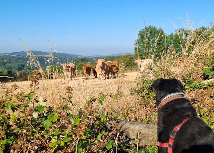 chien-vaches-campagne-aveyron-slow-life-saisonnee-centres.jpg