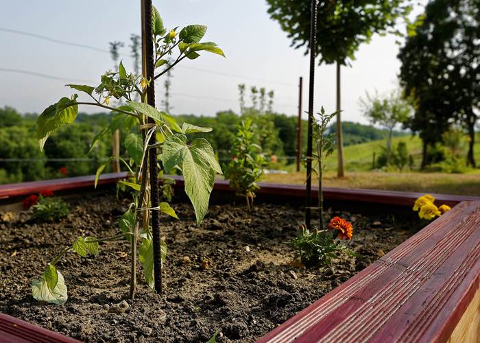 Carré potager pour nos hôtes