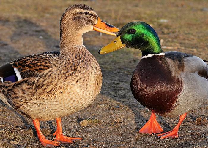 Canard Colvert
