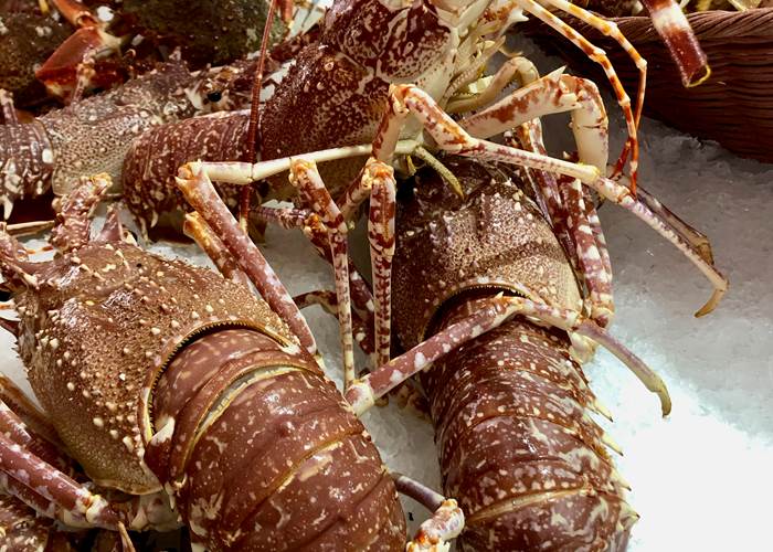 Langouste royale fraiche rouge