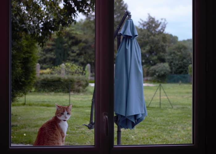 les chats aussi sont les bienvenus
