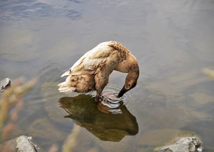 Canard coureur indien