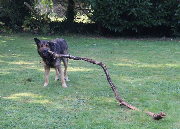 chiens-de-toutes-tailles-et-de-toutes-races
