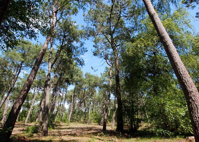 Pinède du Touquet à l'automne