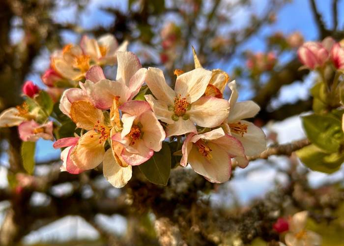 Fleurs de pommier du domaine