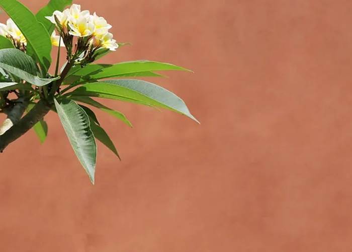 L'Orée du Maïdo - jardin privatif