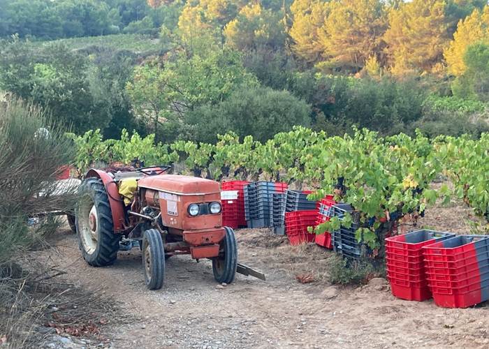 Venez découvrir le charme des vendanges