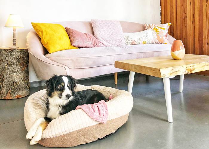 Chalet cosy en Cévennes avec son chien-page