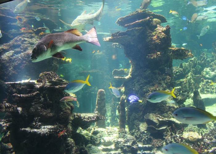 Nausicaa - Centre National de la Mer