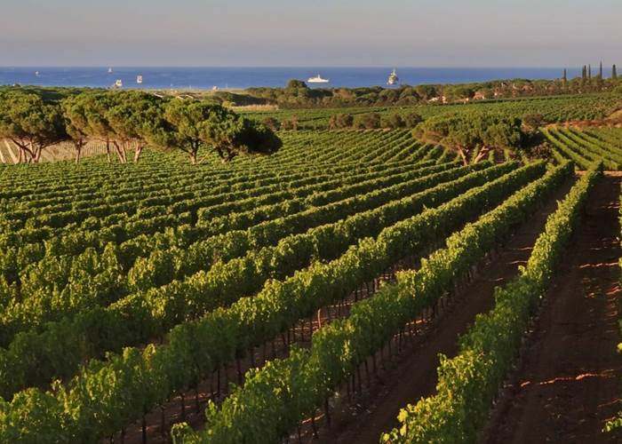 vignoble-gaillac-marssac-albi-occitanie