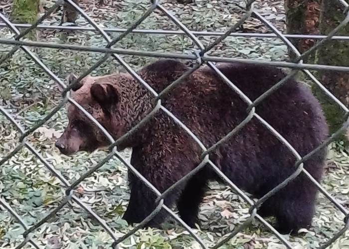 Parc Forestia - les ours