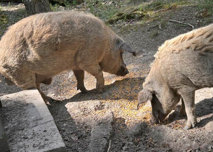 Nourrissage -  mangalica