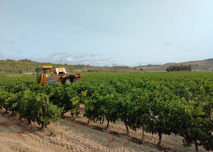 Les vendanges Mailhac 🍇🍇🍇