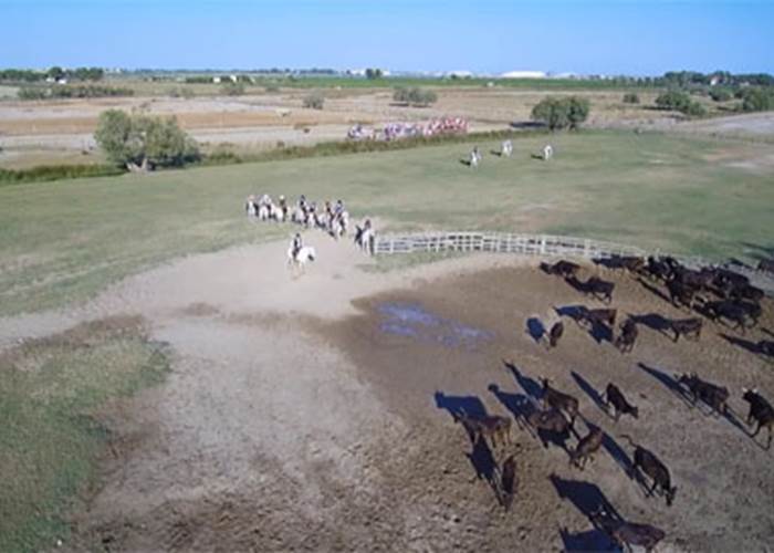 Gardians, chevaux et taureaux