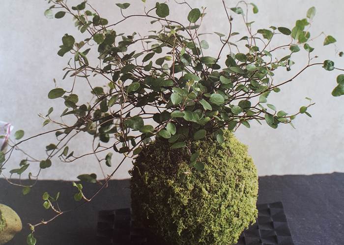 kokedama (2)