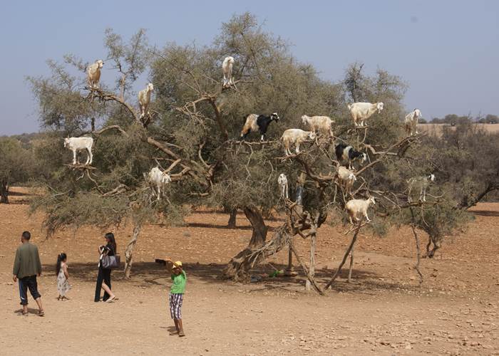chèvres-arganier-essaouira-villa-aalma-dor-marrakech